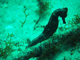 Curacao 04-12 135
